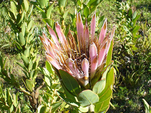 Protea in der Nähe von Caledon