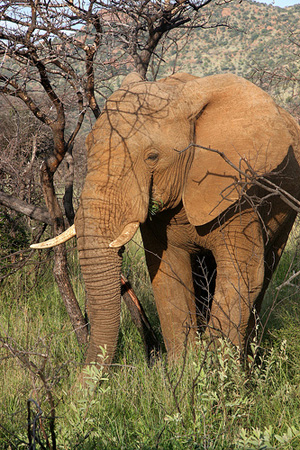 Elefant im Pilanesberg Nationalpark