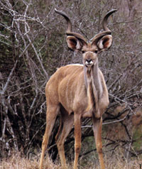 kudu