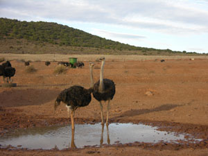 oudtshoorn