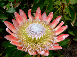 protea