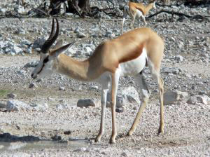 springbok-antilope