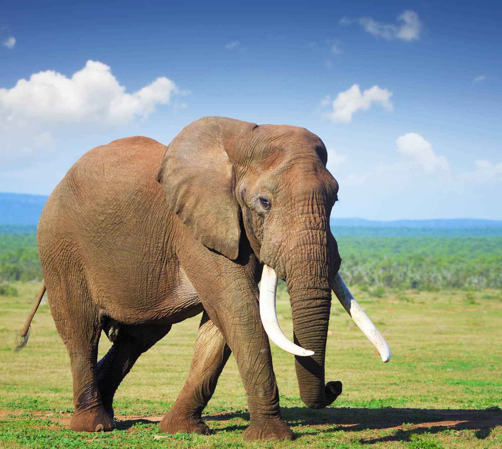 Elefantenbulle mit langen Stoßzähnen im Addo-Elefantenpark