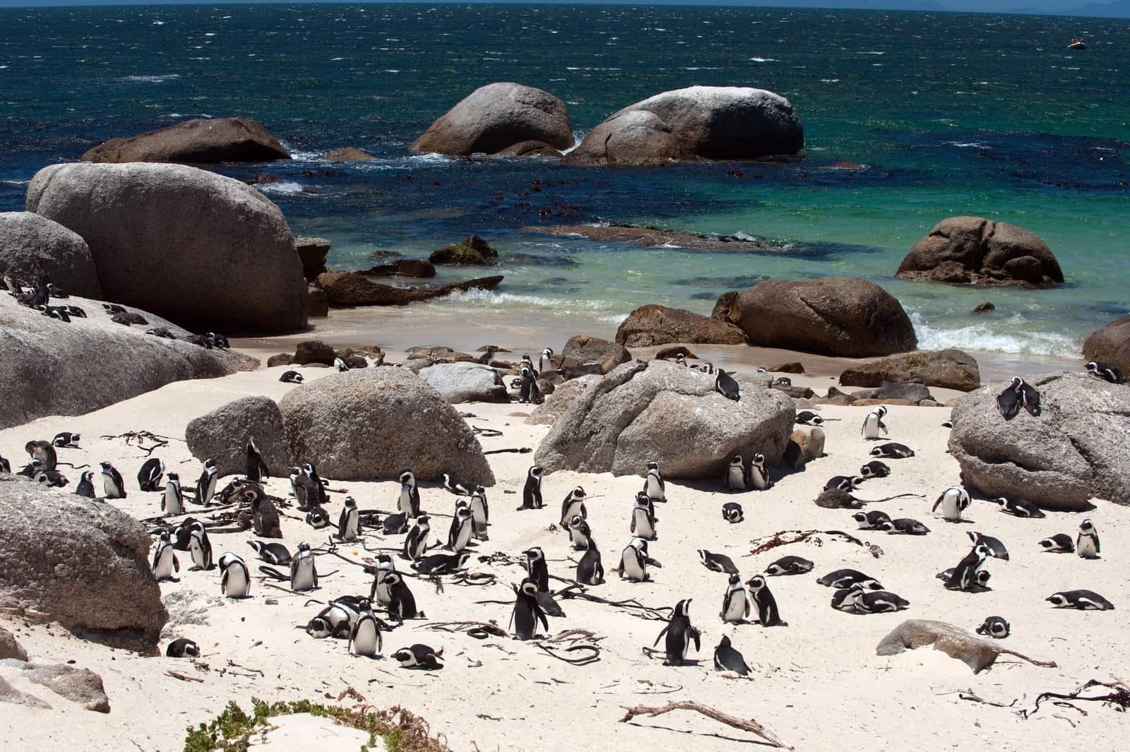 Brillenpinguine zwischen Granitblöcken am Boulders Beach