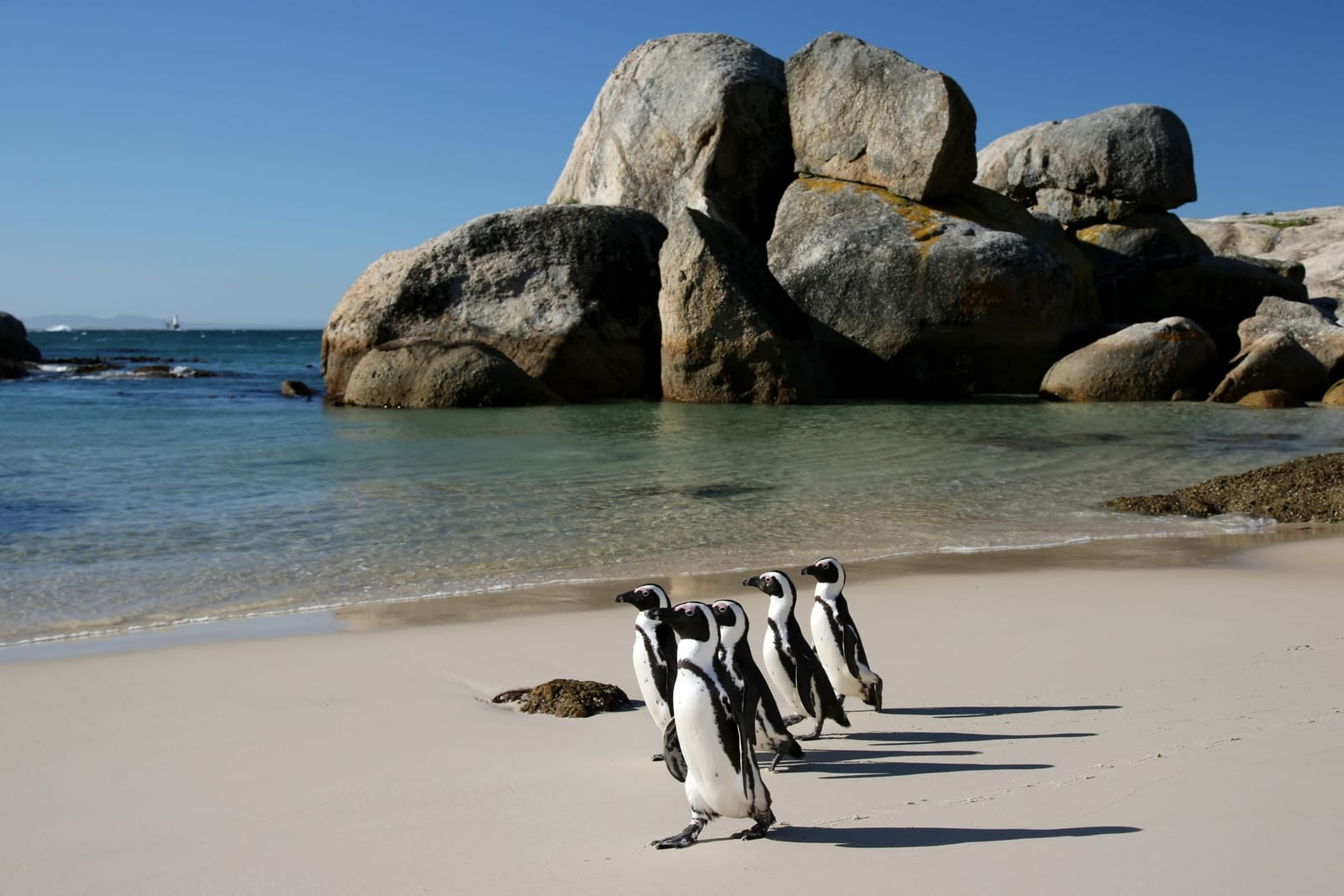 Brillenpinguine laufen über den Strand von Boulders