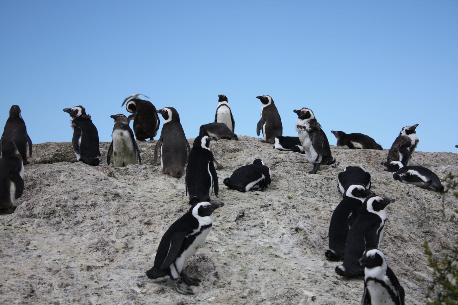 Gruppe Brillenpinguine auf einem Felsen