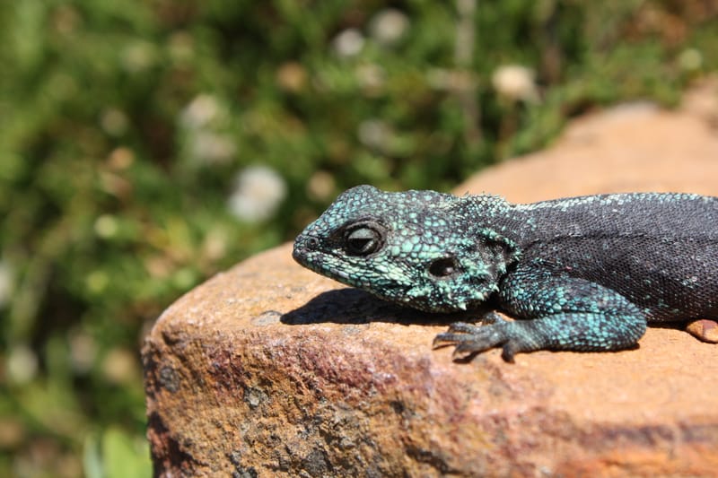 Echse mit blau gesprenkeltem Kopf auf einem Stein