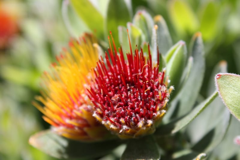Rot-gelbe Blüte eines Nadelkissens in Nahaufnahme