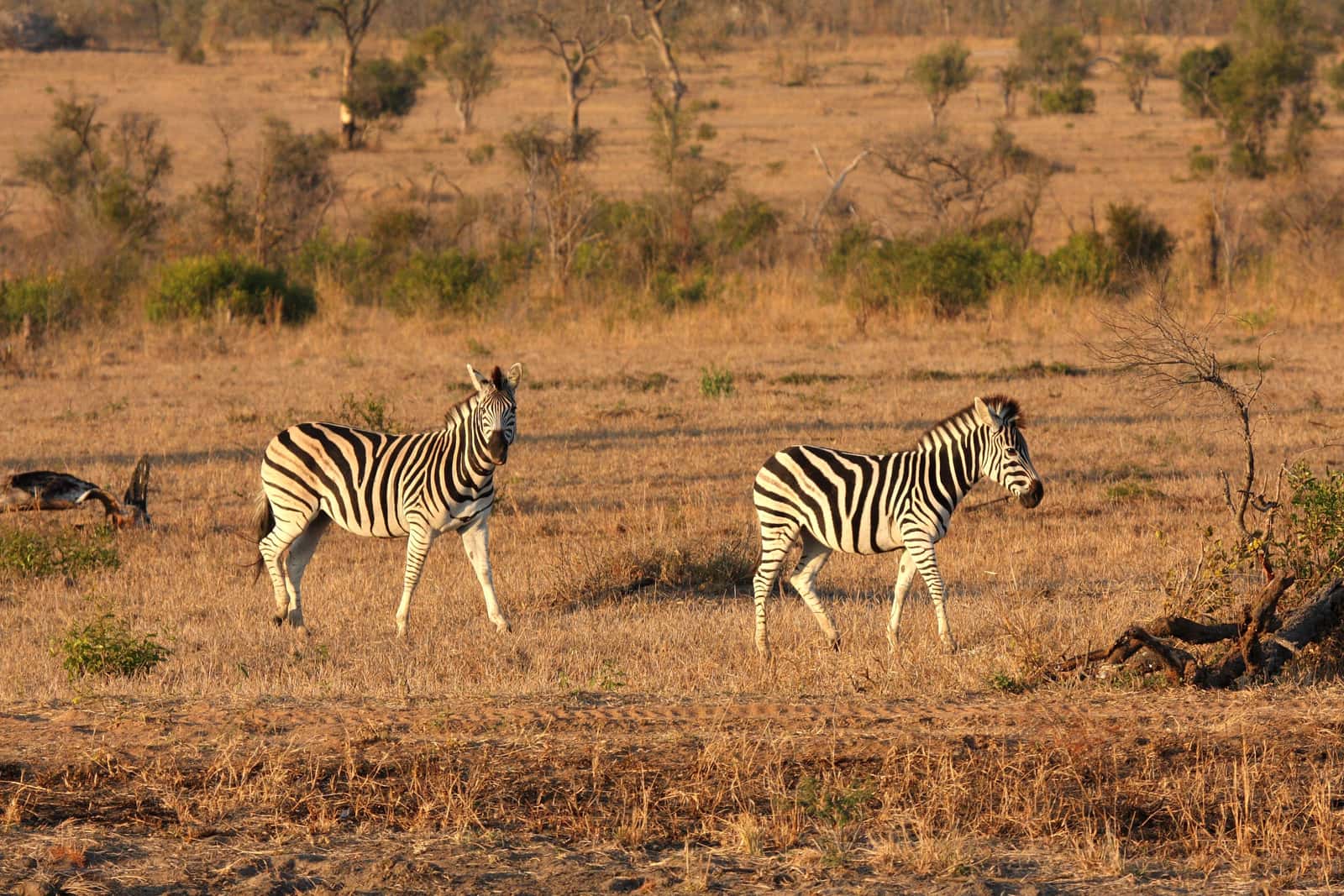 Zwei Zebras in der trockenen Savanne von Sabi Sands