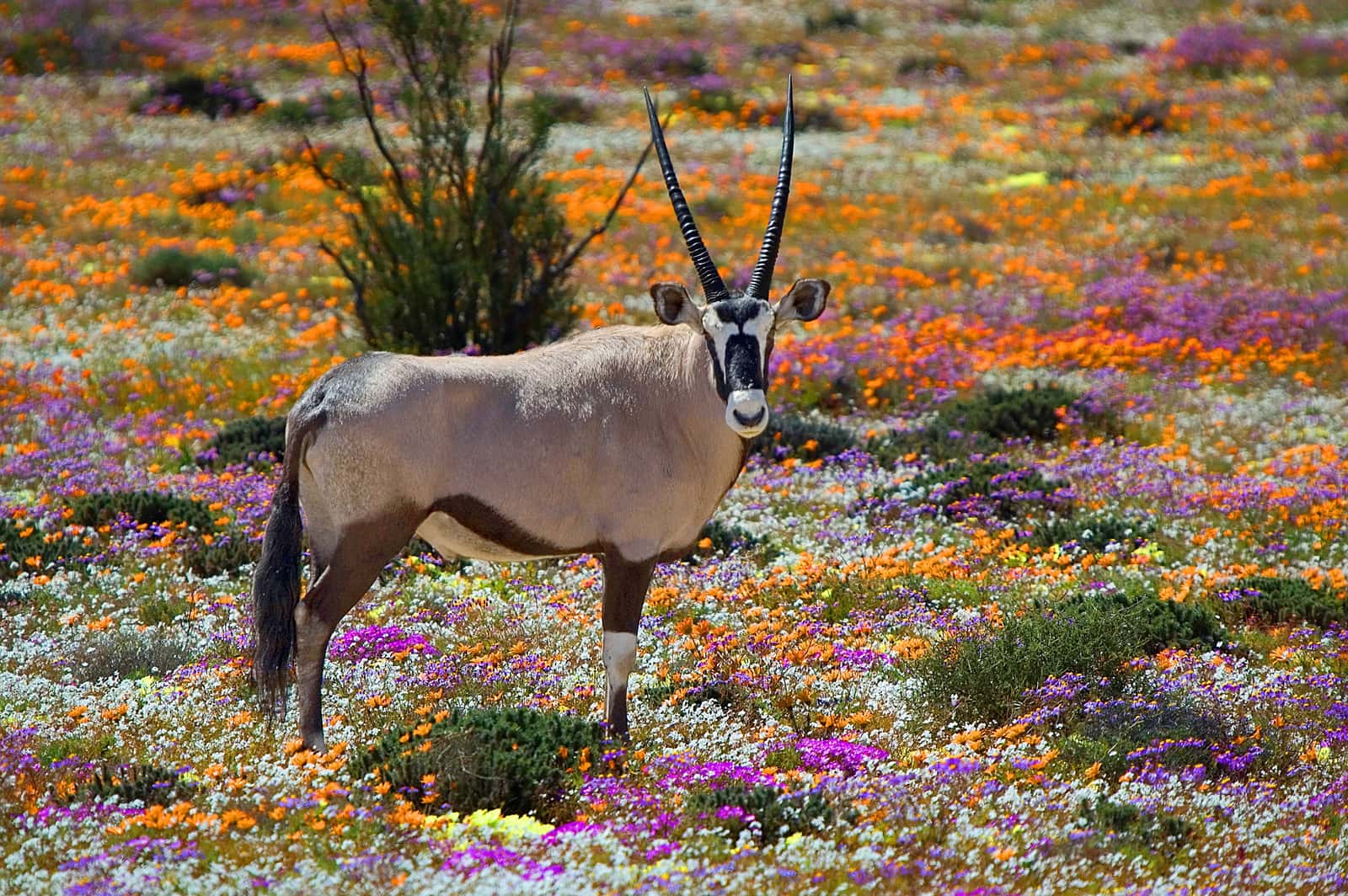 Oryxantilope zwischen blühenden Frühlingsblumen im Namaqualand