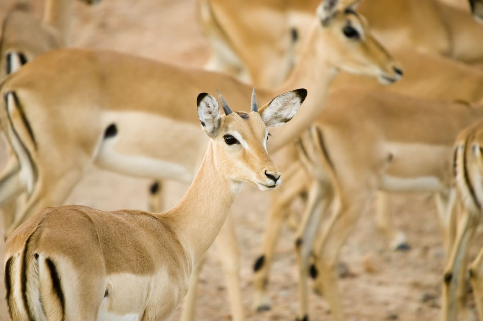 Impala-Weibchen in einer Herde