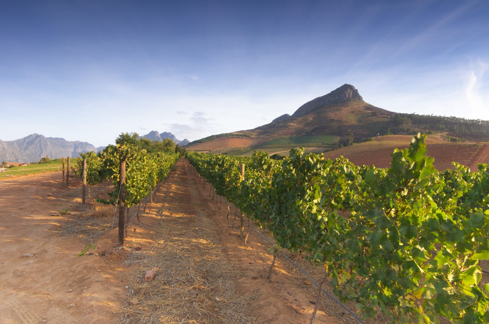 Rebzeile bei Stellenbosch in der Abendsonne