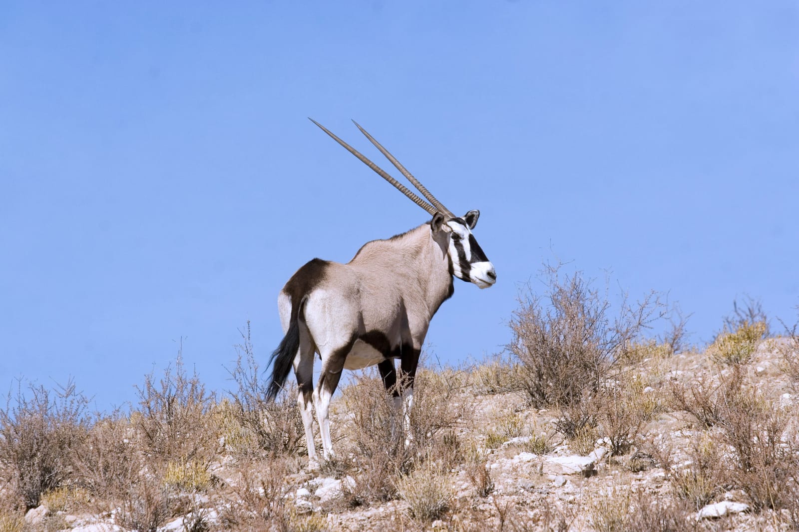 Oryxantilope im Kgalagadi