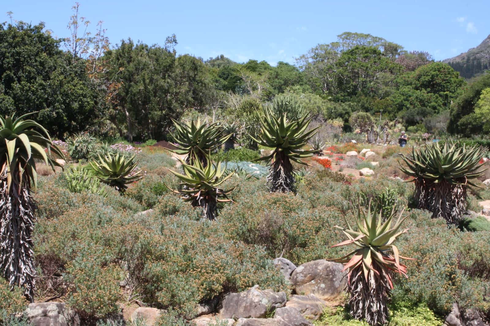 Aloen und Fynbos-Sträucher im Botanischen Garten Kirstenbosch