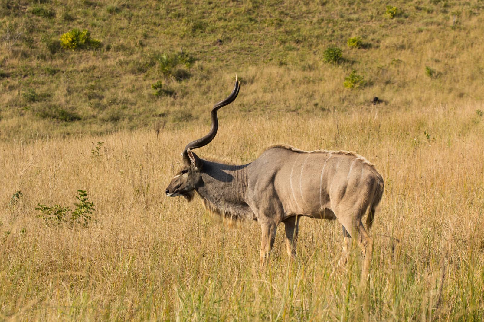 Kudubulle mit gedrehten Hörnern im Gras