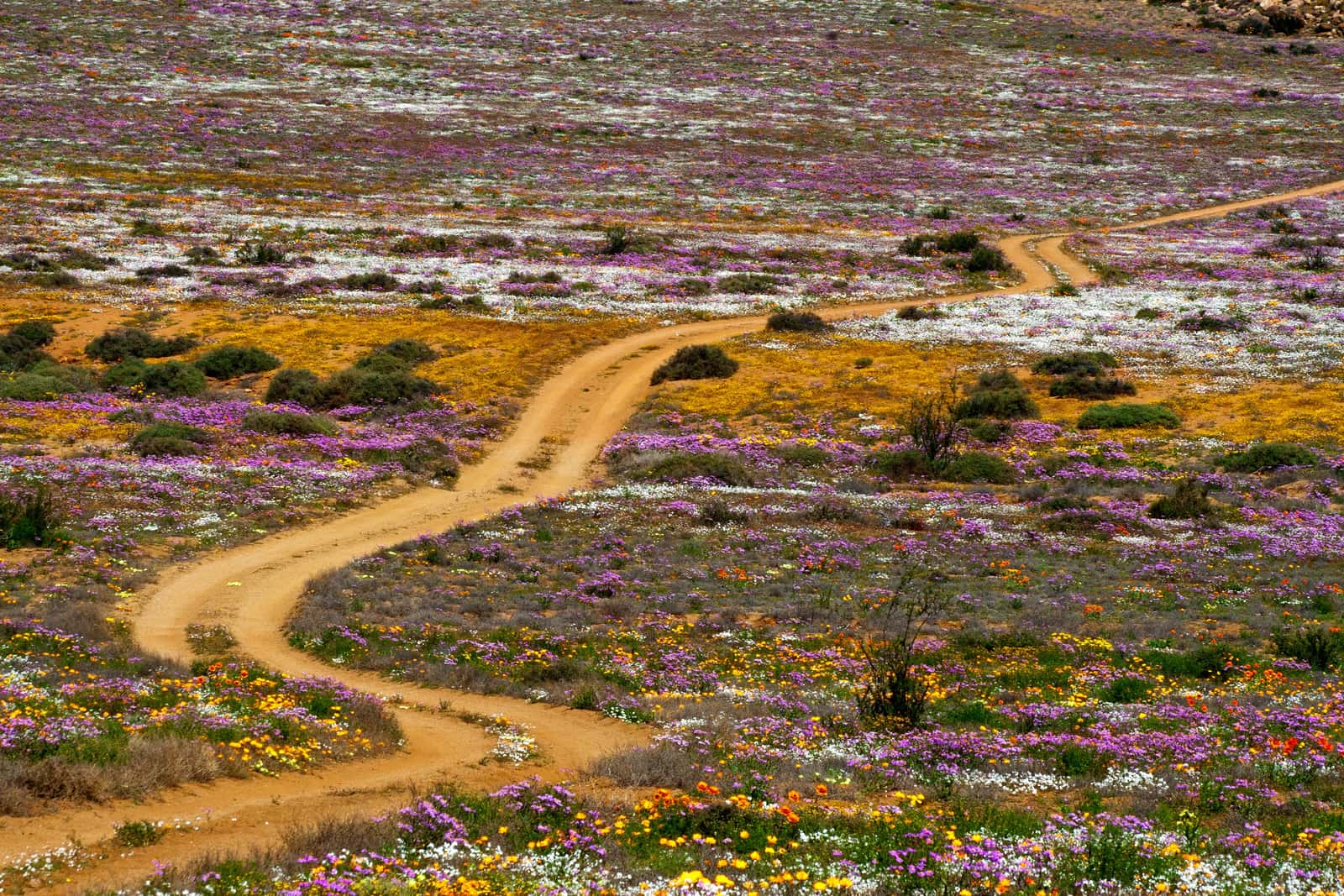 Sandpiste durch Blumenfelder im Namaqualand