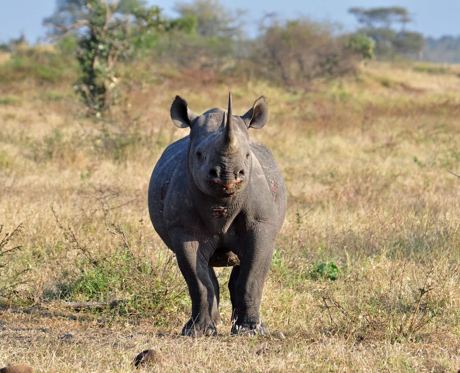 Spitzmaulnashorn steht frontal im Gras