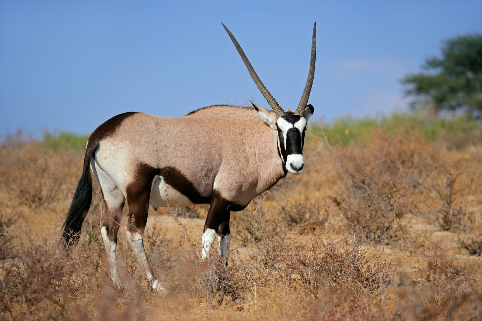Oryxantilope im trockenen Busch der Kalahari