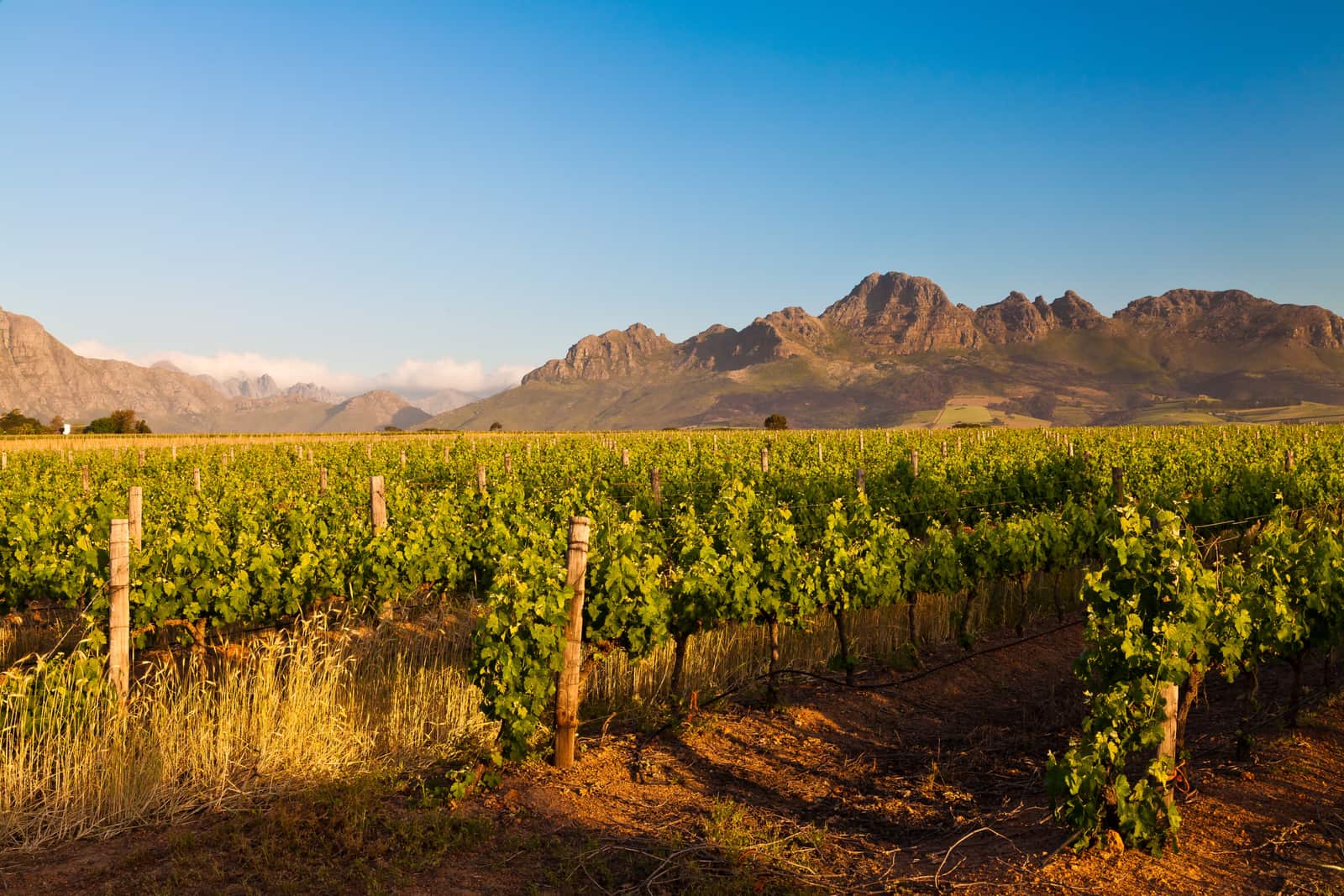 Rebzeilen vor den Bergen bei Stellenbosch