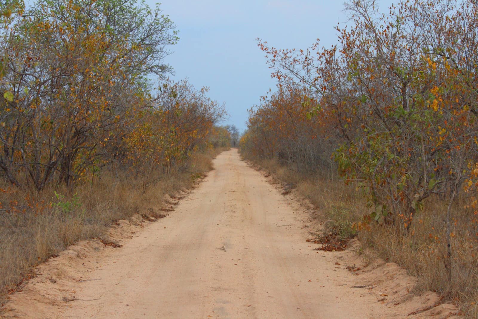 Sandpiste durch Buschland in Sabi Sands
