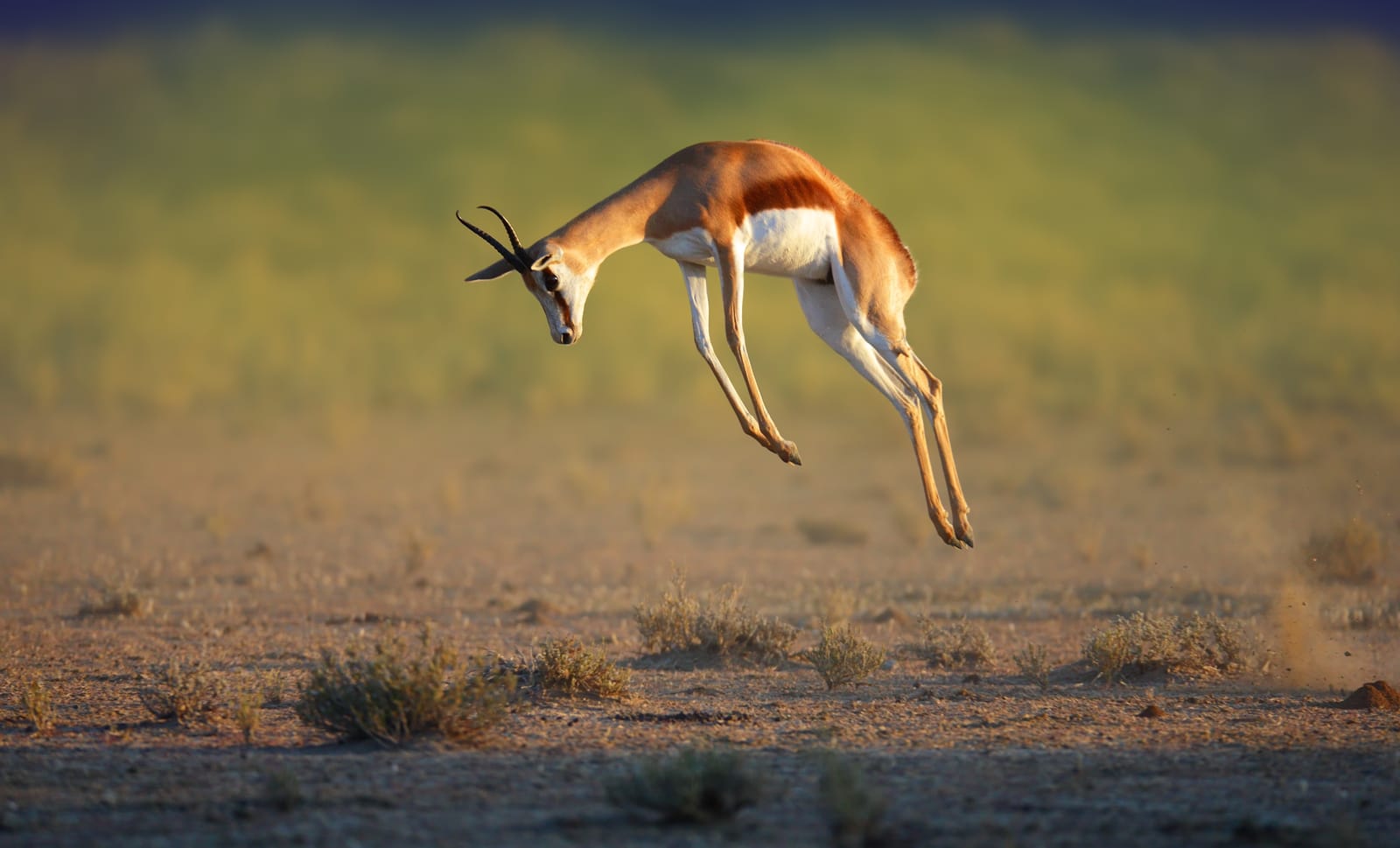 Springbock im hohen Sprung