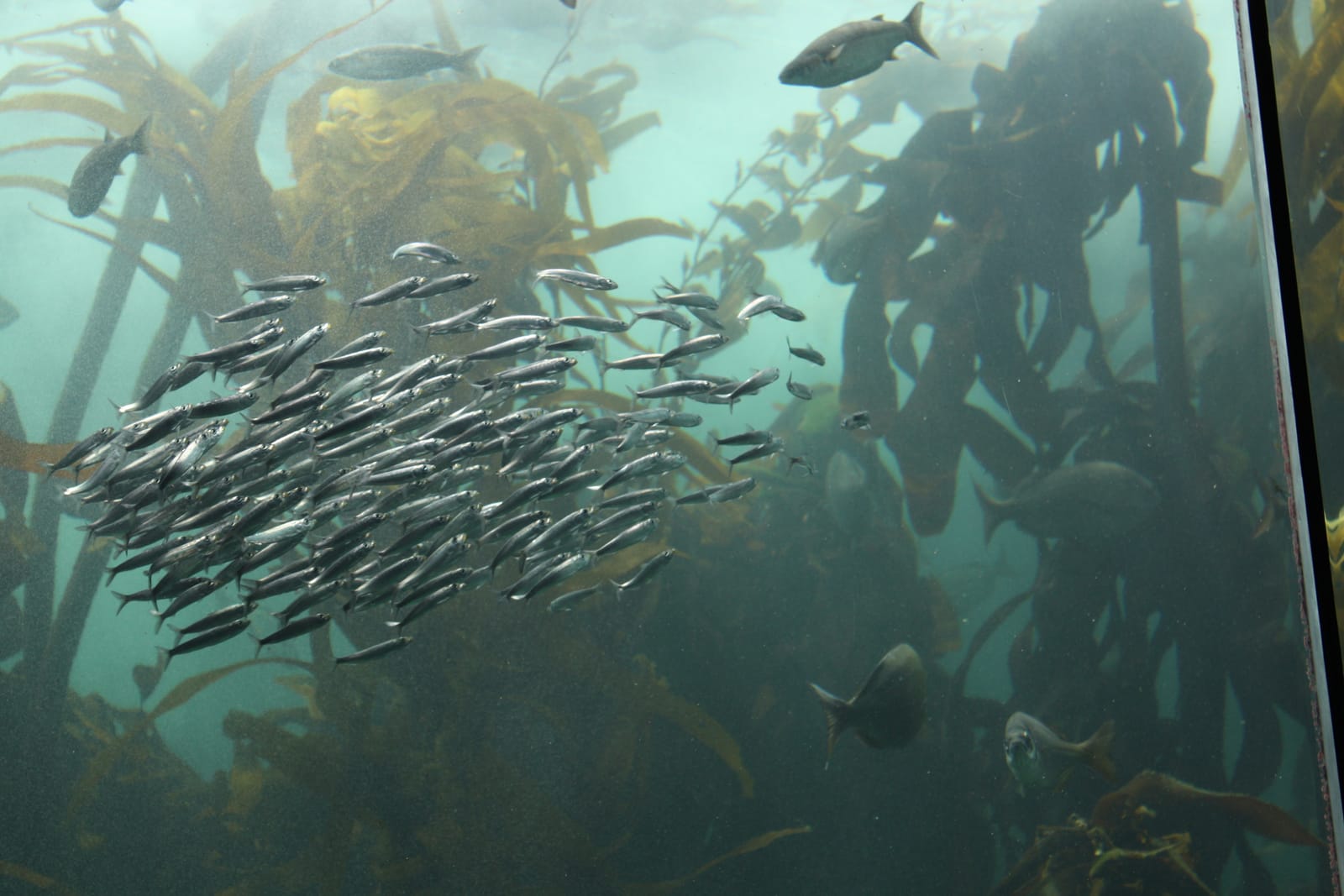 Fischschwarm im Kelpwald-Becken des Two Oceans Aquarium