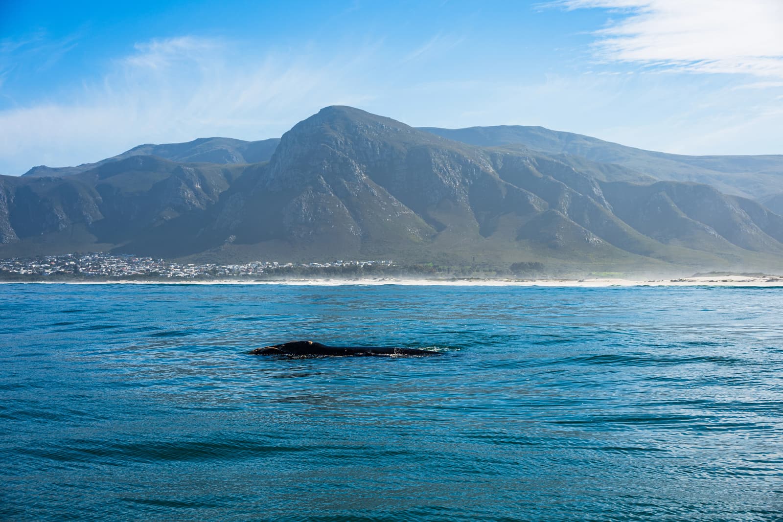 Wal im Wasser der Walker Bay vor den Bergen