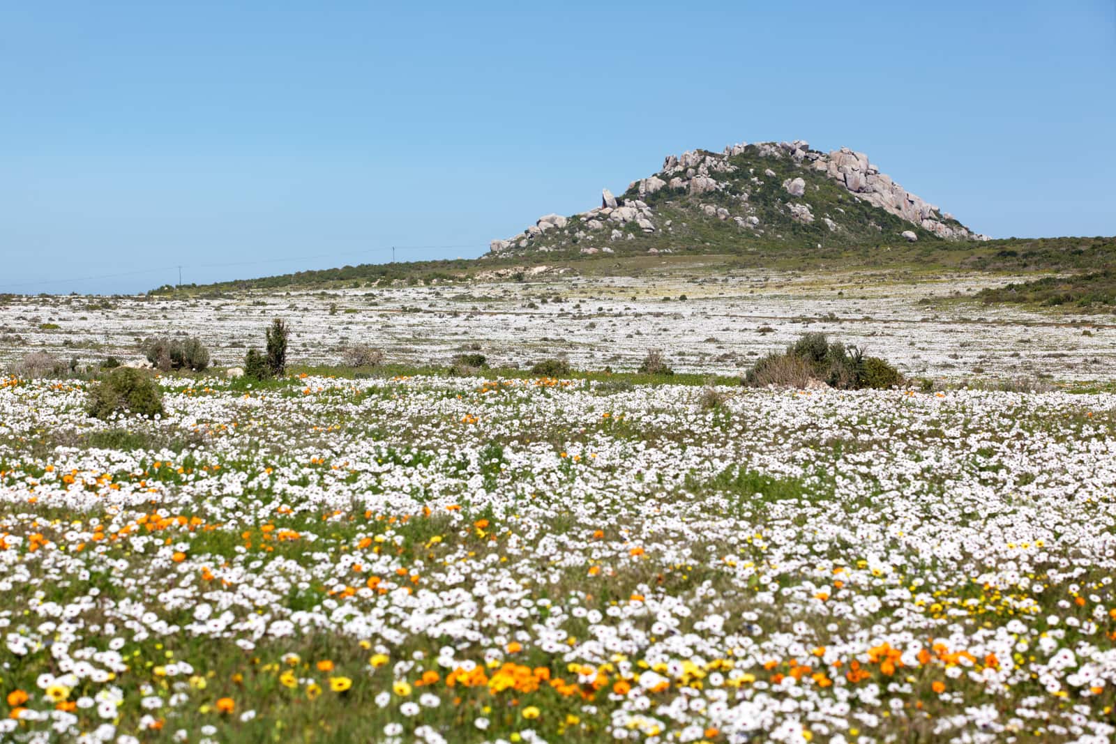 Weiße und gelbe Wildblumen im West Coast National Park