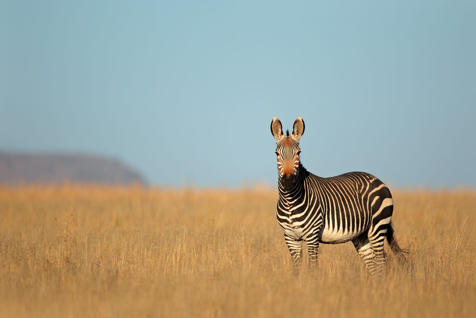 Bergzebra im goldenen Grasland