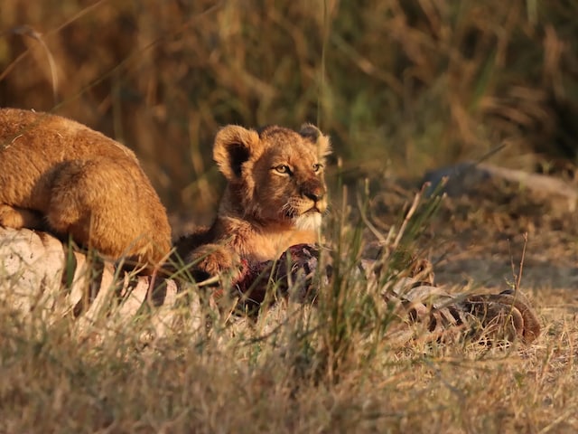 Foxy Crocodile Bush Lodge & Kruger Safaris