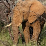 Pilanesberg Nationalpark