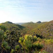 Fynbos