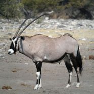 Gemsbok