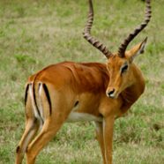 Impala Antilopen