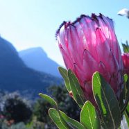 Kirstenbosch Botanical Garden