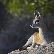 Klipspringer