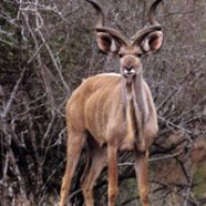 Kudu Antilopen