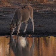 Mapungubwe National Park