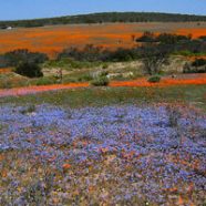 Namaqualand