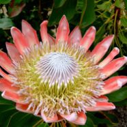 Protea – die Wappenblume Südafrikas