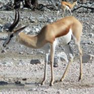 Springbok (Antilope)