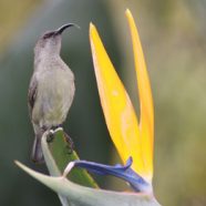 Walter Sisulu Botanical Garden