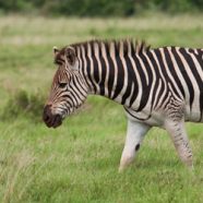 Zebra